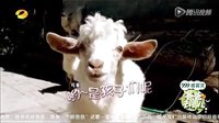 爸爸去哪兒  爸爸我們去哪兒  林志穎和小小志