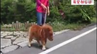 我的天??！狗狗和馬交配生出的下一代，簡直太萌了！