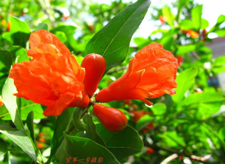 http://www.omega3-ala.com/pics/default/download/4476f2dcd602641fee4b2e2b52078834.jpg