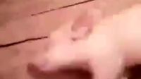 媽媽總說我睡的跟死豬一樣，是不是就這樣？