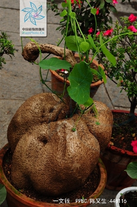 http://www.omega3-ala.com/pics/default/download/4acfd1530f44e093759eef25fb2768c8.jpg