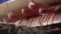 《龍非龍鳳非鳳》精彩片段