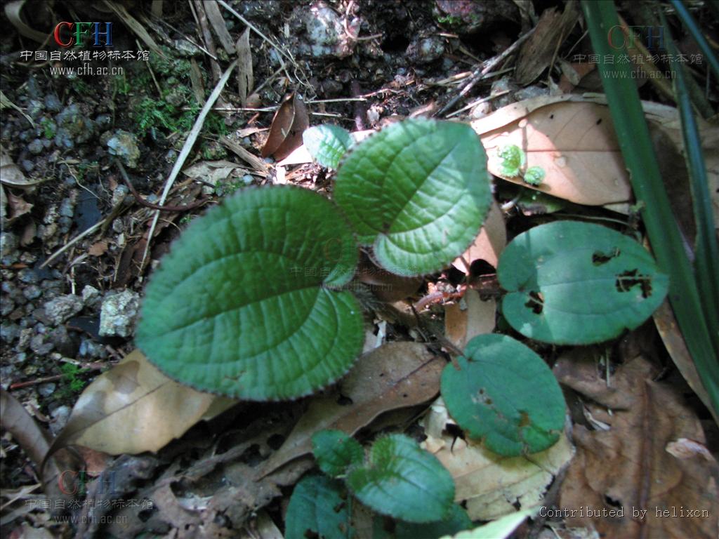 錦香草(2)
