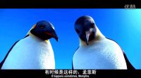 當別人的蛋相繼孵化，這個沒有動靜的蛋著實急壞了企鵝爸爸