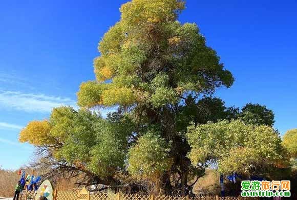 http://www.omega3-ala.com/pics/default/download/5477d826f05c5a49664a40ad7d1fae2e.jpg