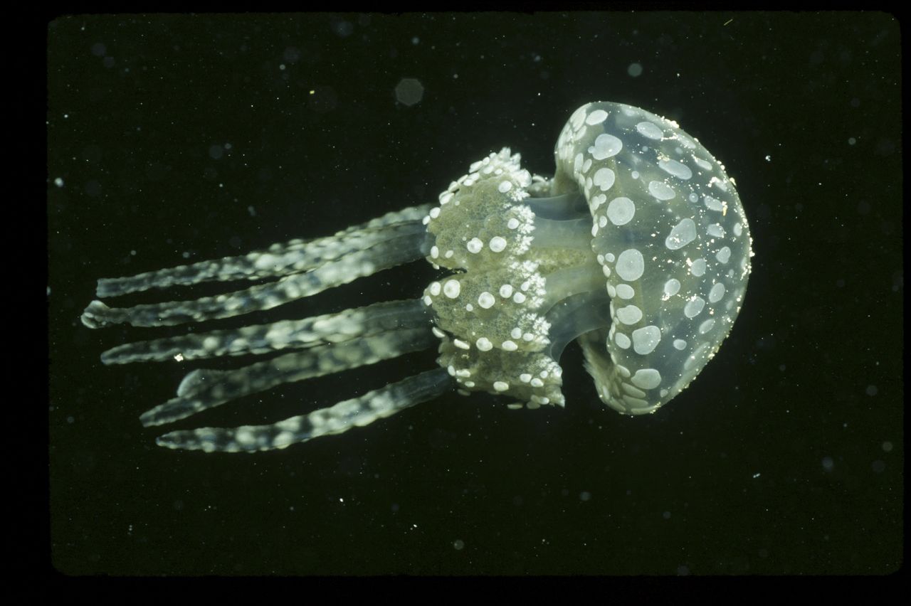 http://www.omega3-ala.com/pics/default/download/55504144a31e81ee5e05ee4e8a60fd59.jpg