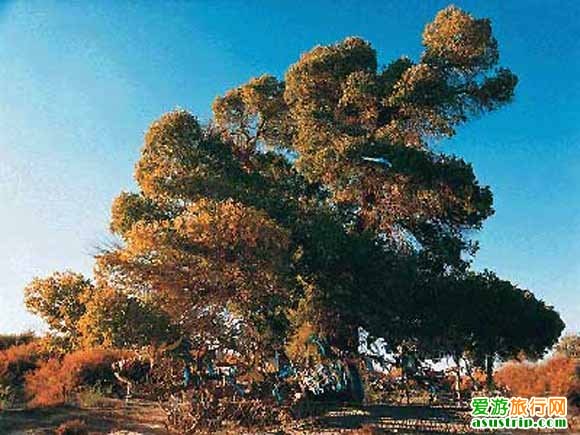 http://www.omega3-ala.com/pics/default/download/568415cca94d314ceafdbb35d92c905b.jpg