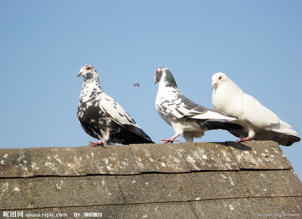 http://www.omega3-ala.com/pics/default/download/577485c19fc33a808d369ebc86c3584b.jpg
