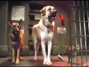 《貓狗大戰(zhàn)2》最新高清預(yù)告，貓咪和狗狗的和平時代即將結(jié)束？