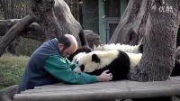 中國大熊貓在馬德里動物園_高清