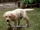 導盲犬小Q Quill: The Life of a Guide Dog 美版預告【人人愛電影】