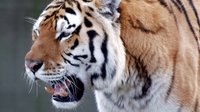老虎vs拳擊手