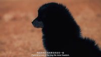 神犬小七 TV版 《神犬小七》曝紀錄片預告 《狗狗在中國》震撼將映