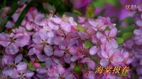 19寒冬迎春花盛開2016b