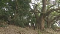 《八卦神探》全組抓捕內褲賊 野貓落網惹人笑