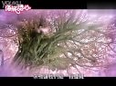 海派甜心[第01集]02一棵開花的樹