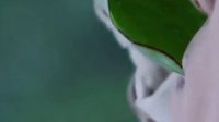 答應不愛你#音樂##白子畫#瘋狂的時候原來...|你是初戀?