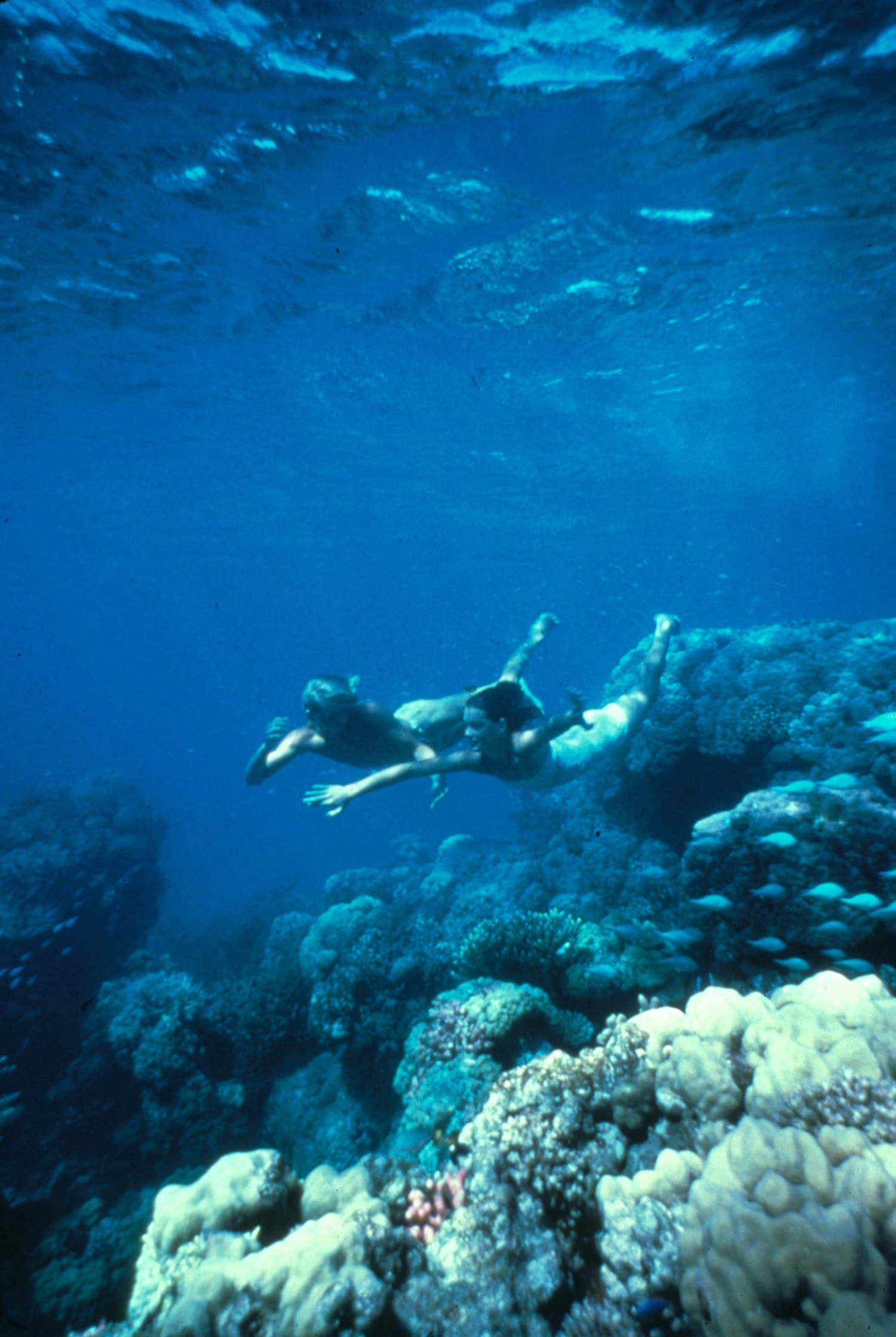 http://www.omega3-ala.com/pics/default/download/6721d2773e2c414b5524193d1bd3db56.jpg