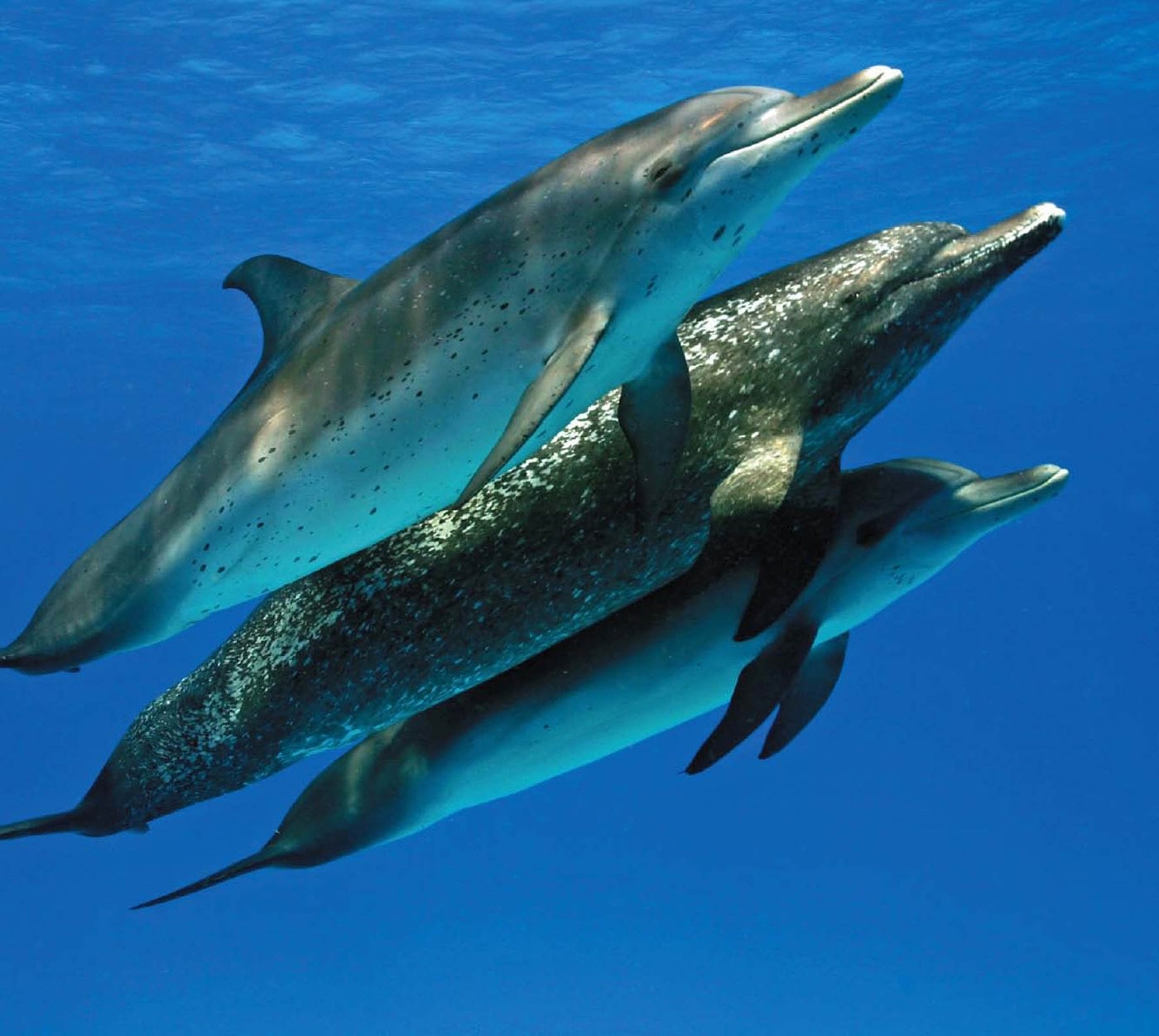 http://www.omega3-ala.com/pics/default/download/681087f8c867c195e084ab9707e15436.jpg