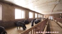 哈日嘎海”努力打造中國北方綠色豬肉知名品牌(2016年新版）