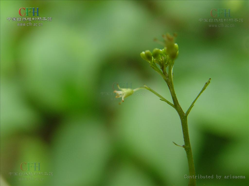 http://www.omega3-ala.com/pics/default/download/7154a22fc66343f5799236e1bafe925b.jpg