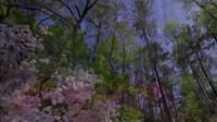 一棵樹 王冠喬ktv左