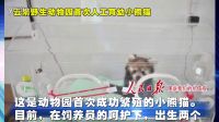 人民日報圖說我們的價值觀 云南野生動物園首次人工育幼小熊貓