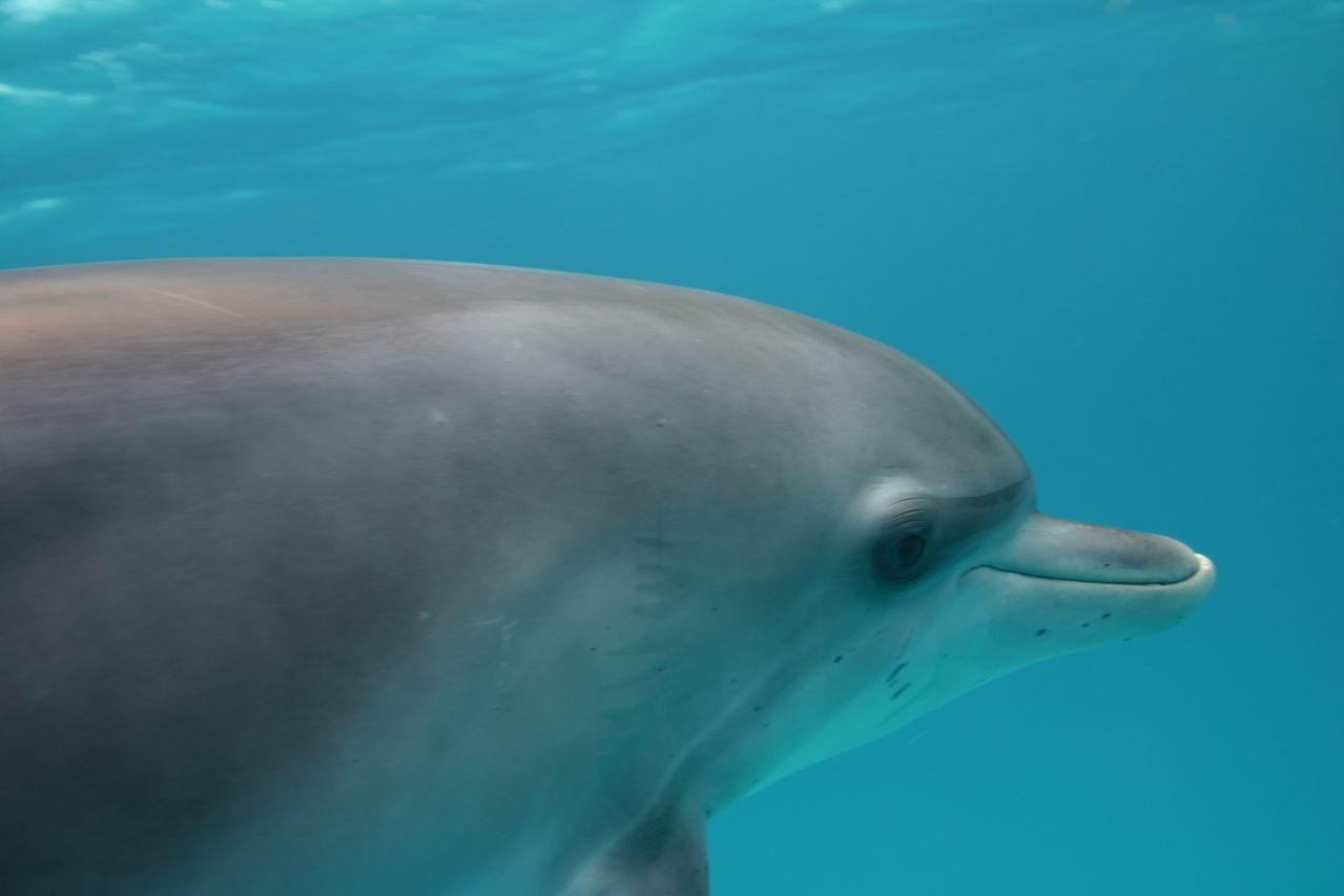 http://www.omega3-ala.com/pics/default/download/7541e1e981320341a9a0cd4336522c3f.jpg