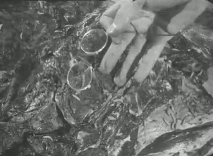 http://www.omega3-ala.com/pics/default/download/75c07bf30a9868b4b40ff214e4c86675.jpg