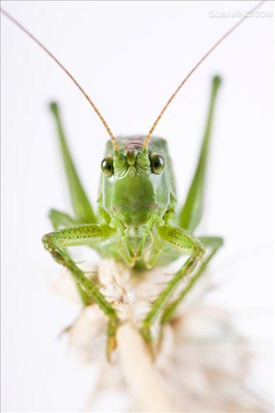 http://www.omega3-ala.com/pics/default/download/7647622b13b87a87821527799de26a6d.jpg