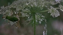 http://www.omega3-ala.com/pics/default/download/770779fbe34ed9e663ded5f819070f0c.jpg