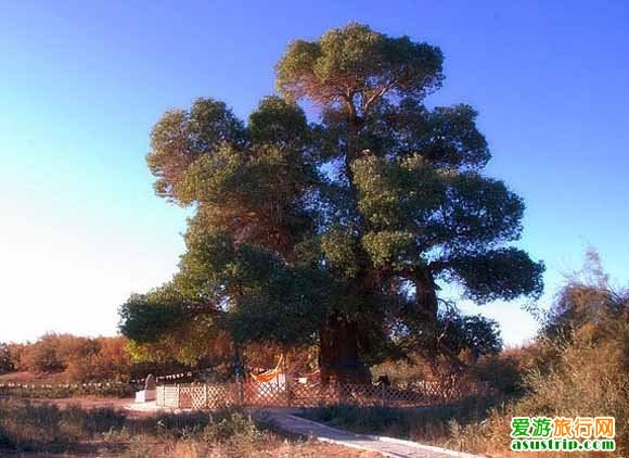 http://www.omega3-ala.com/pics/default/download/782dbaba329c567892c10b8795705de2.jpg