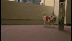 片段之Dog