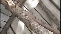 青河絕戀之萬秋玲