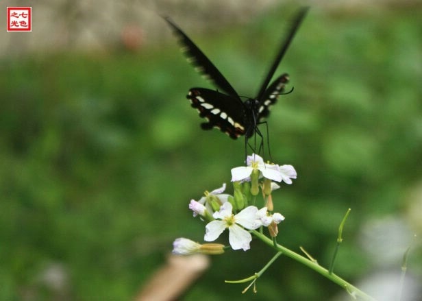 http://www.omega3-ala.com/pics/default/download/7fc1b332fa50c7dd4a03f8165276acfa.jpg