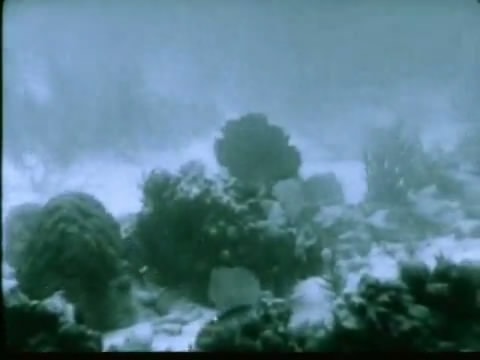http://www.omega3-ala.com/pics/default/download/80238c24259d0ea448b4401c61192d4b.jpg