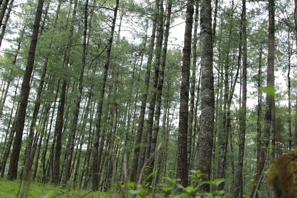 http://www.omega3-ala.com/pics/default/download/8059ff3d17a3f52ffc45920ed4281311.jpg