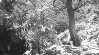 老電影《古剎鐘聲》音樂片段（二）