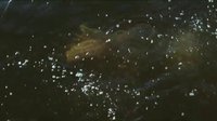 獵頭游戲 Hodejegerne 2012(片段)