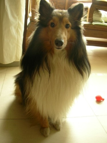 http://www.omega3-ala.com/pics/default/download/824a021010f6e4a960211740713d5f5c.jpg
