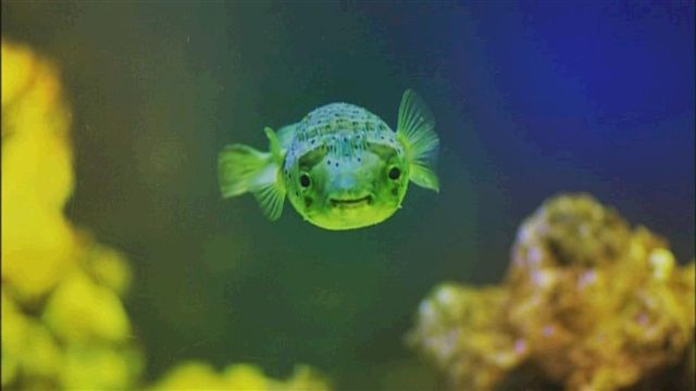 http://www.omega3-ala.com/pics/default/download/827824bb3ad400db6f683e95fa1f0b64.jpg