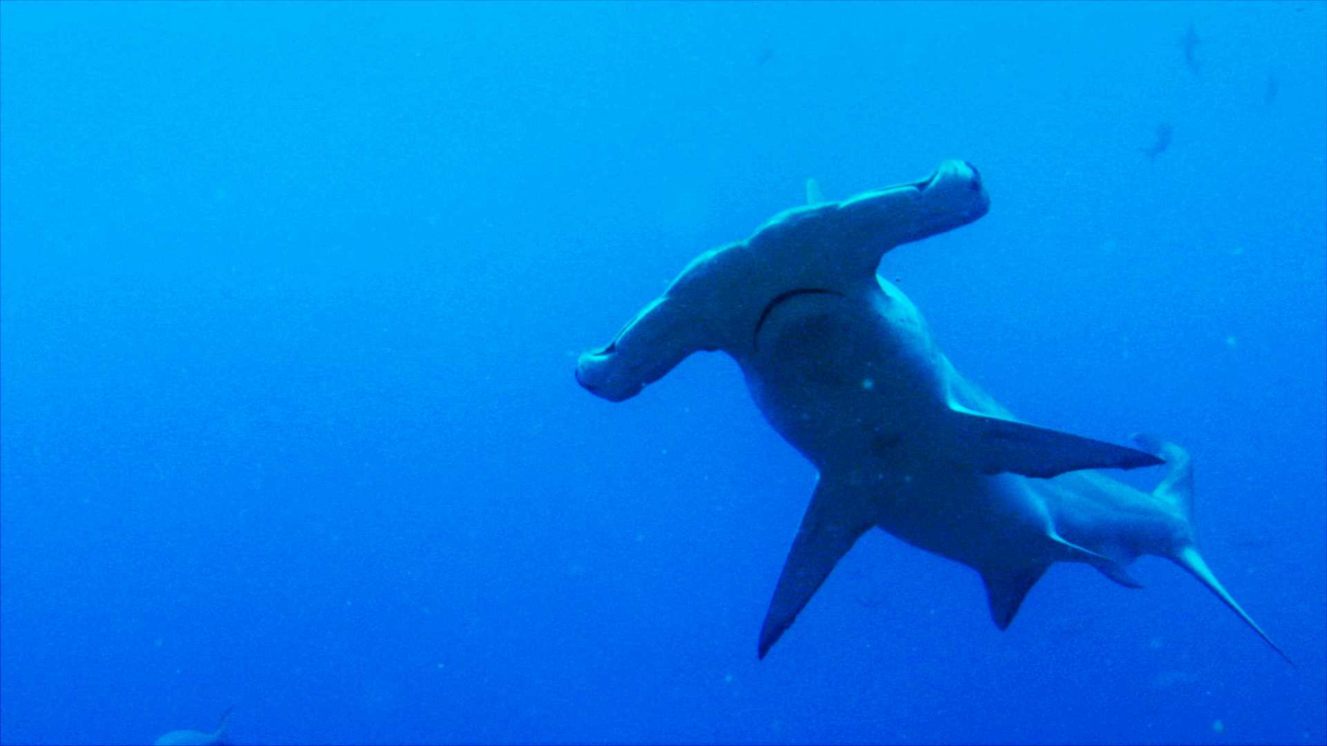 http://www.omega3-ala.com/pics/default/download/82d8d919594a3e08715b1bec15967498.jpg