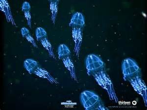 http://www.omega3-ala.com/pics/default/download/843bf35f2d61b21442526a31c942170a.jpg