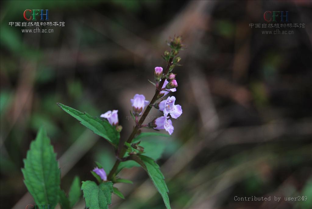 http://www.omega3-ala.com/pics/default/download/8533e18a592af1d2a75448ff255fd6de.jpg