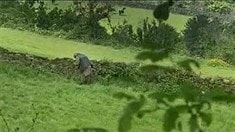 預告片