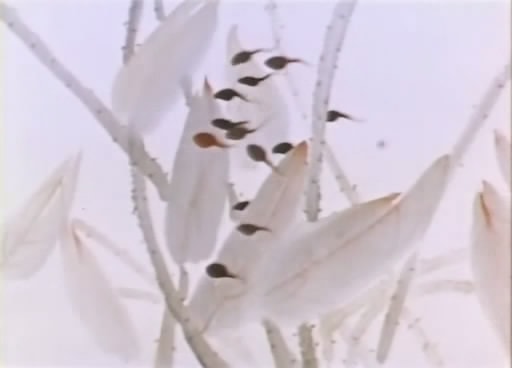http://www.omega3-ala.com/pics/default/download/8800fd14c17b94d1b8330b2f324476a6.jpg