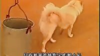 籬笆女人和狗片頭曲籬笆墻的影子孫國慶