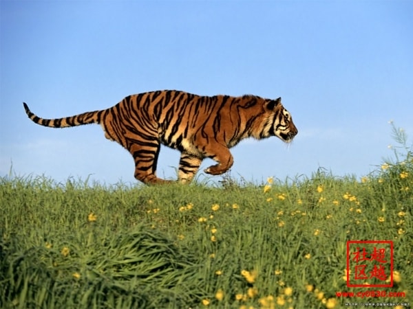 http://www.omega3-ala.com/pics/default/download/8d7b4971a33c394a9b5955af2c904be4.jpg