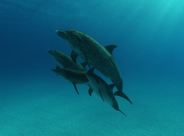 http://www.omega3-ala.com/pics/default/download/935860432be845488b11962589eee341.jpg