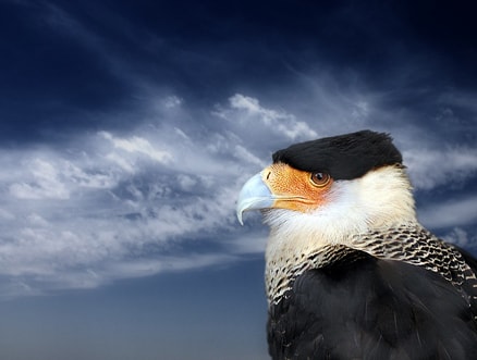 http://www.omega3-ala.com/pics/default/download/93c030e0589e137054fc6a67a7a39c67.jpg